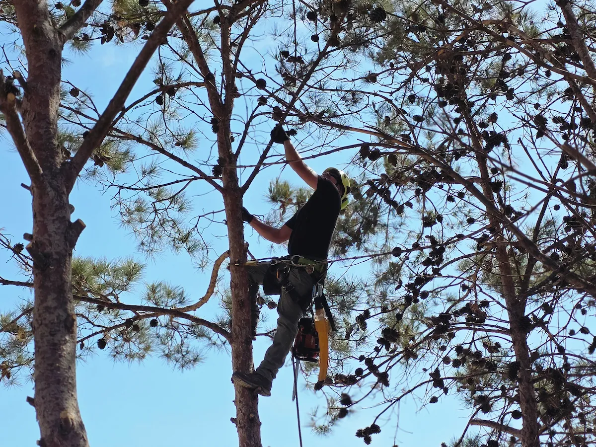 Poda de árboles en Valencia