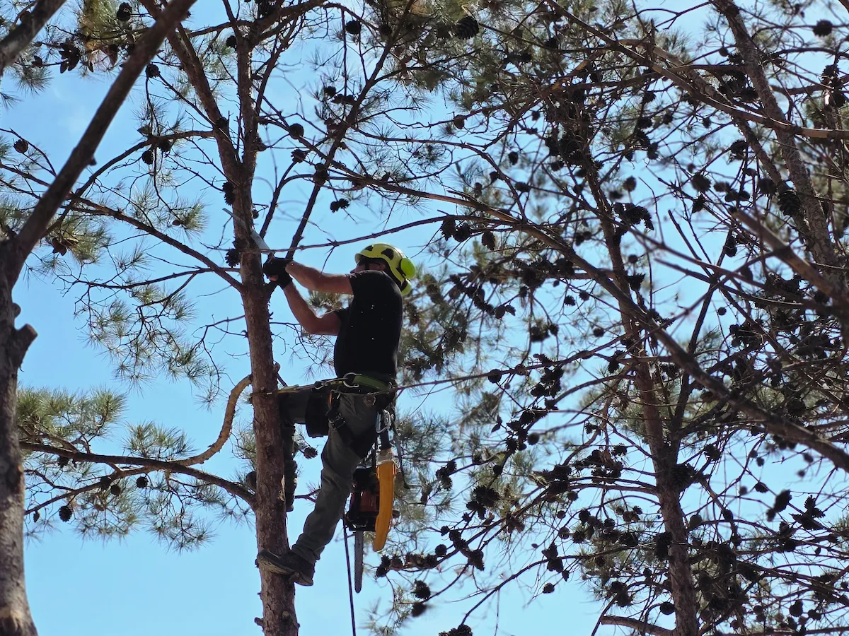 Poda profesional de arboles